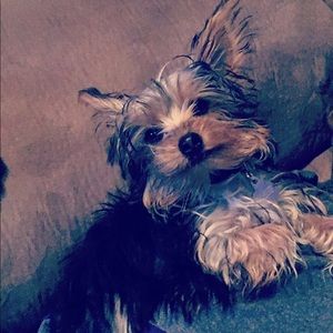 Meet your Posher, Taylor